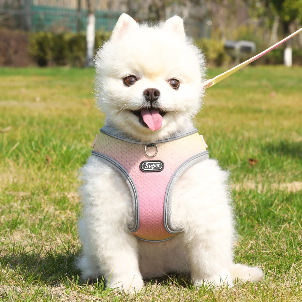 Cutest Dog Harness