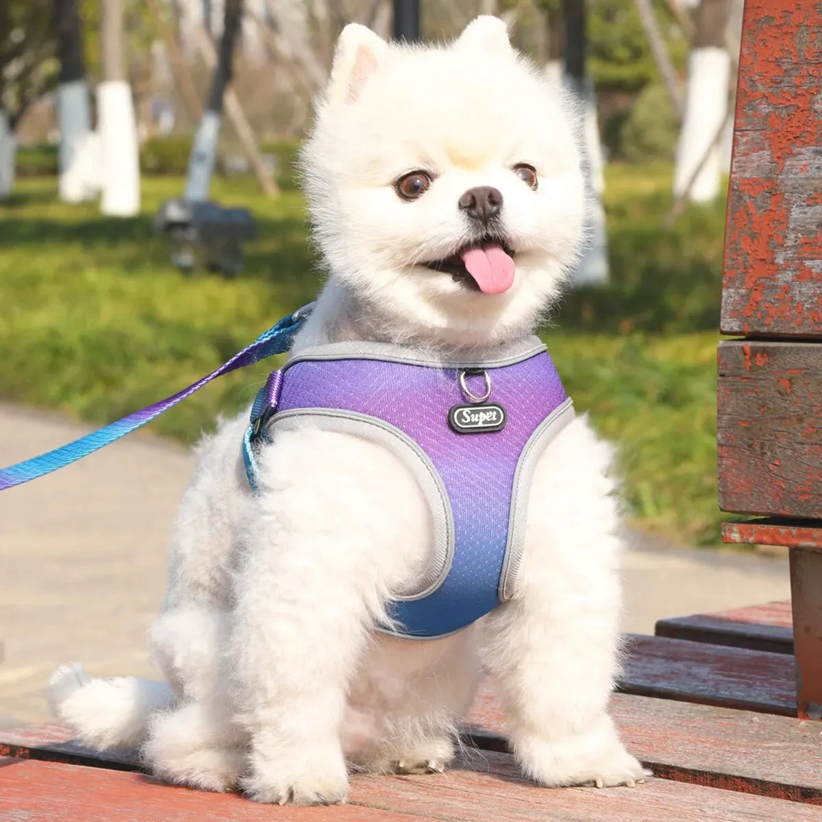Cutest Dog Harness