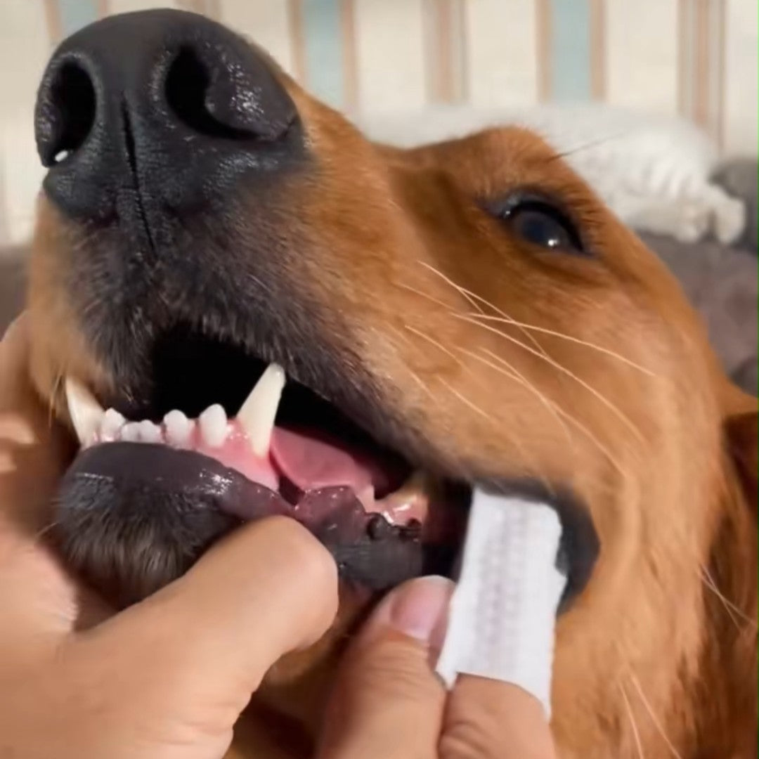 PekoFresh™ Dental Finger Wipes - 2 Month Supply