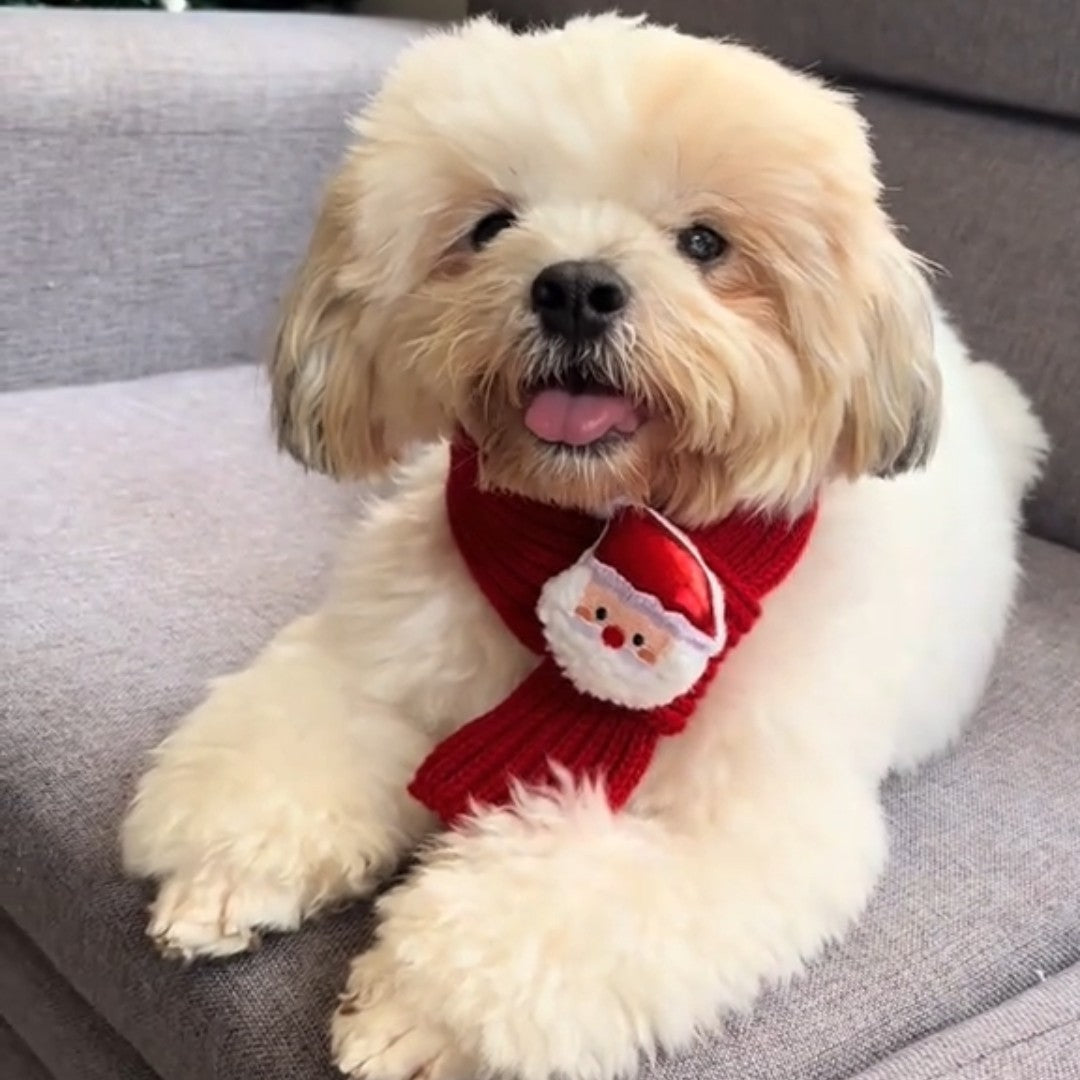 Festive Friends Knit Scarf