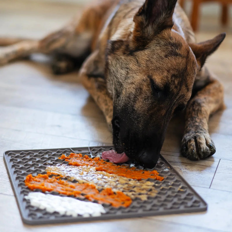 Mealtime & Enrichment