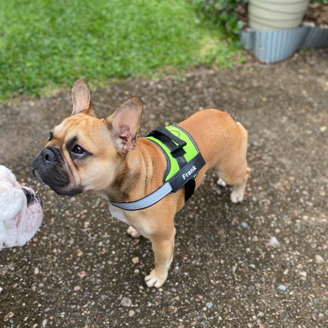 Personalized No Pull Dog Harness