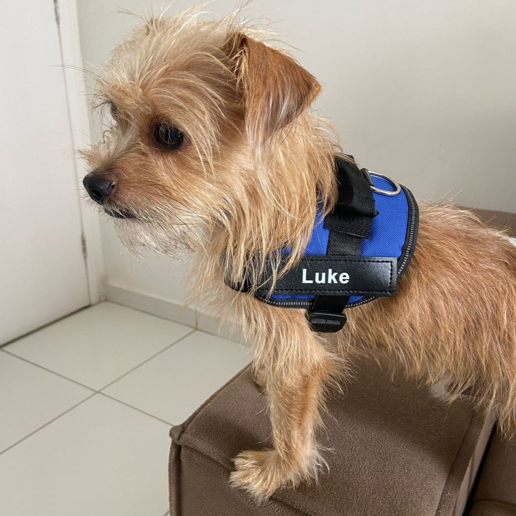 Personalized No Pull Dog Harness