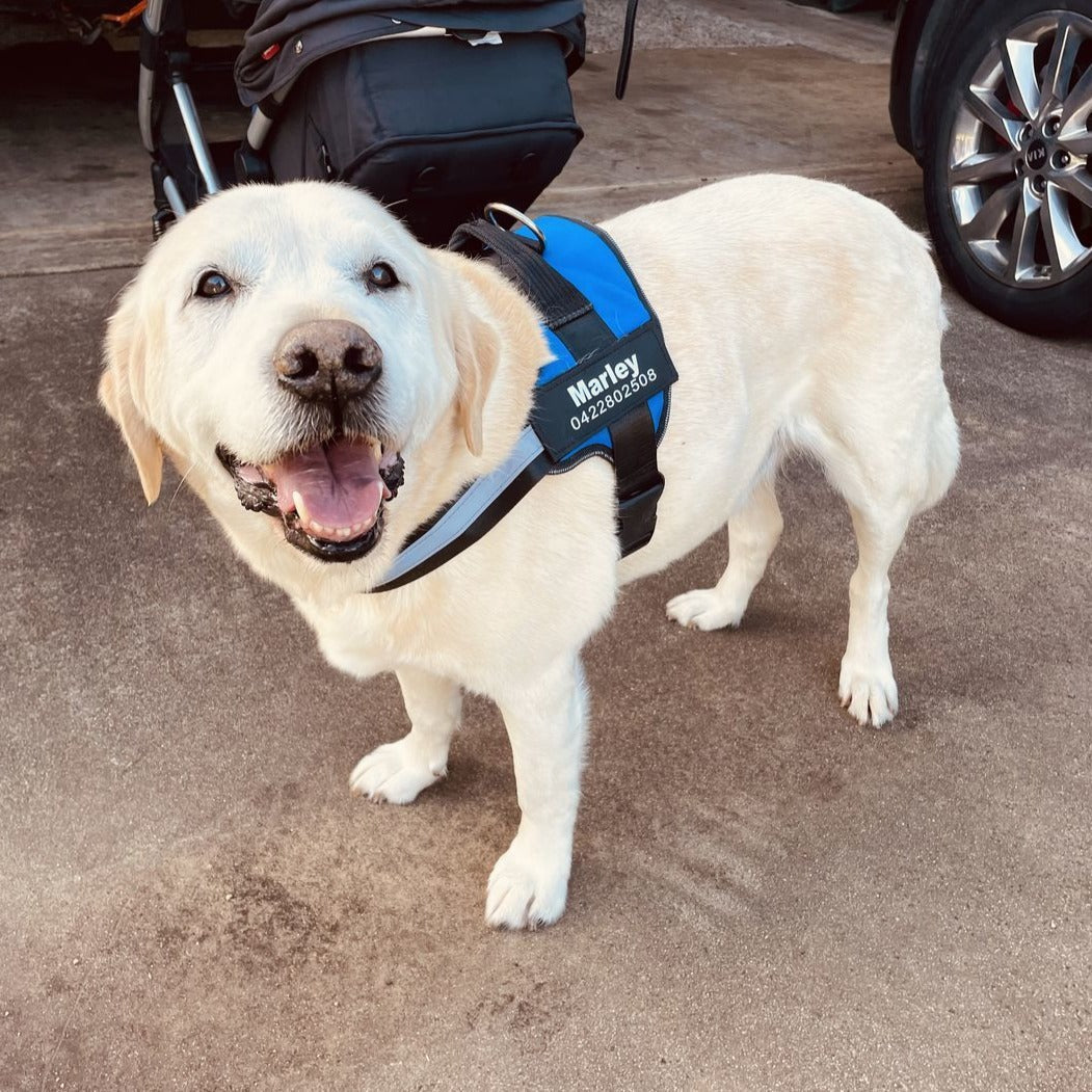 Personalized No Pull Dog Harness