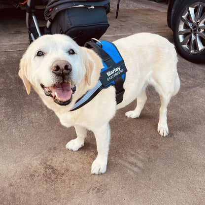 Personalized No Pull Dog Harness