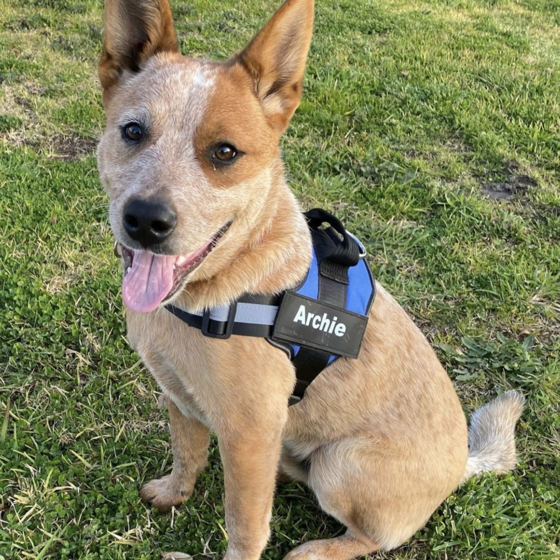 Personalized No Pull Dog Harness