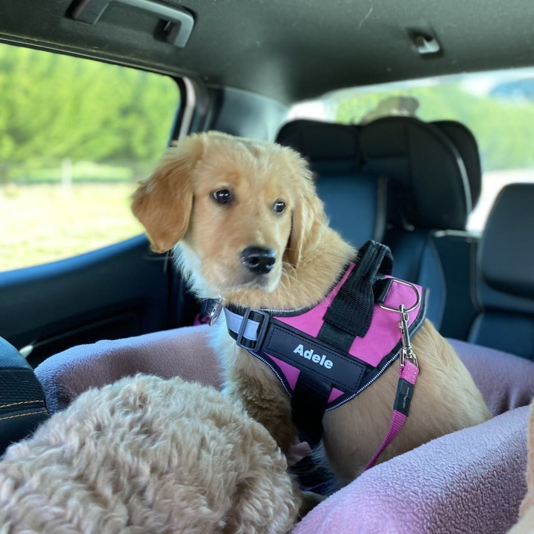 Personalized No Pull Dog Harness