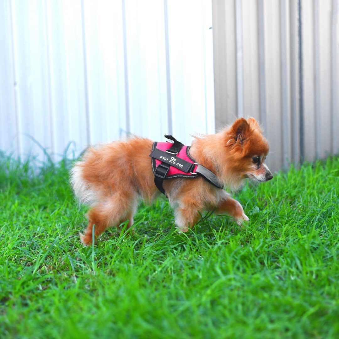 Personalized No Pull Dog Harness