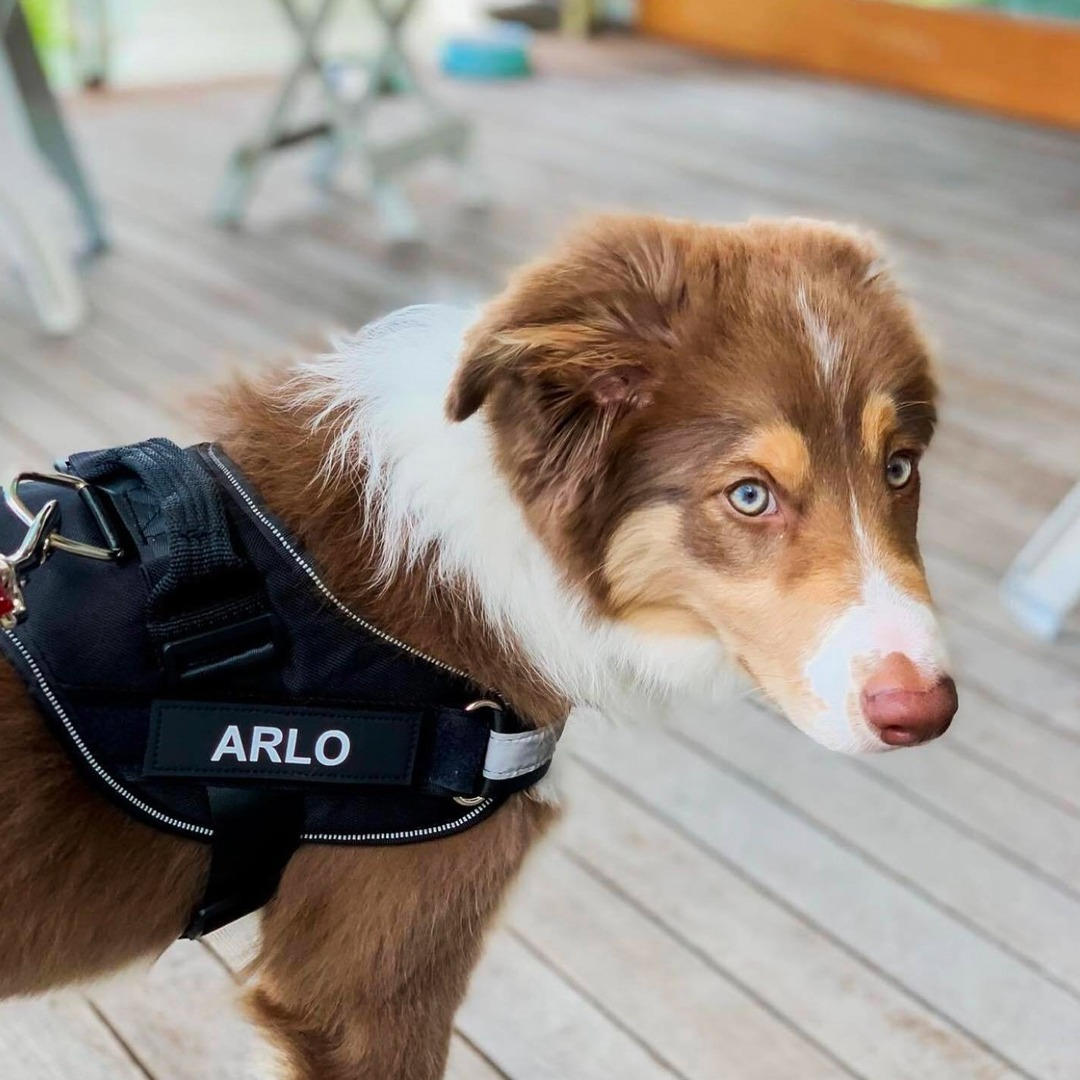 Personalized No Pull Dog Harness