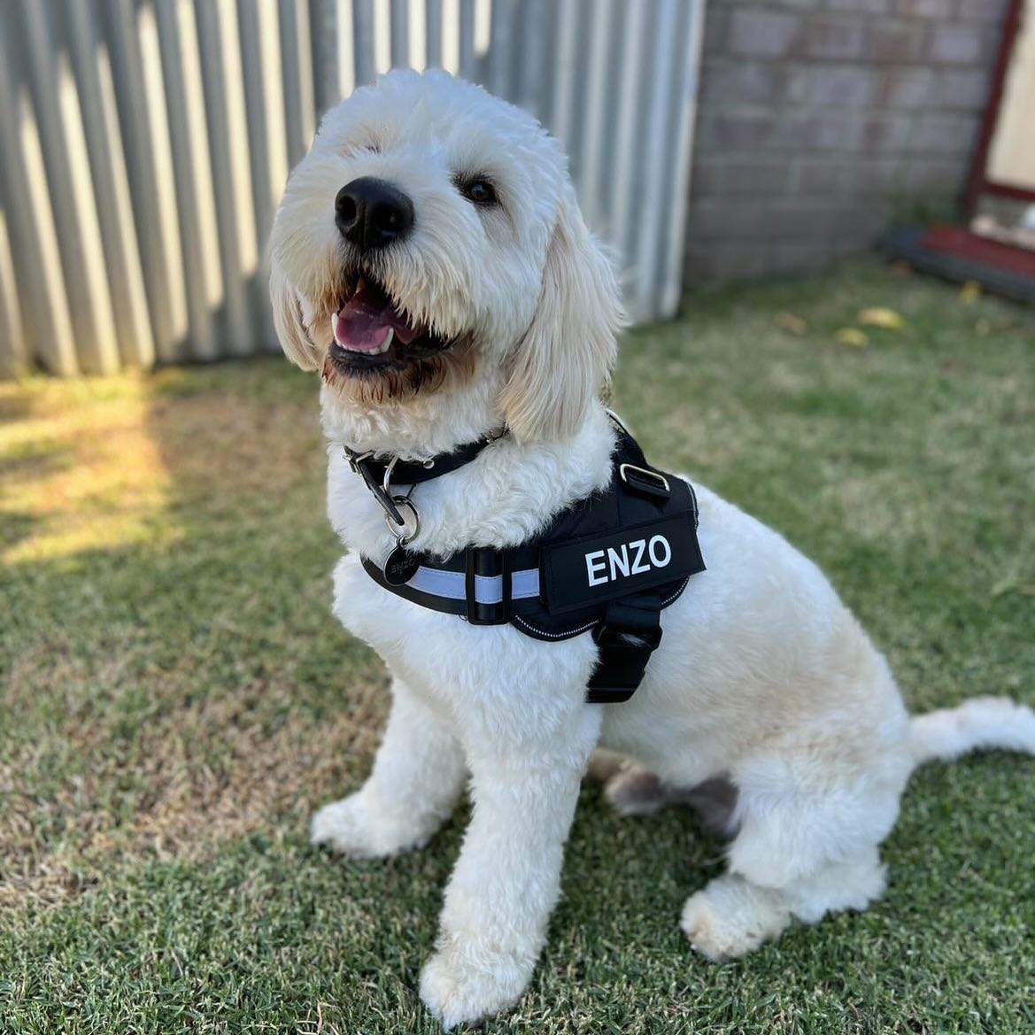 Personalized No Pull Dog Harness