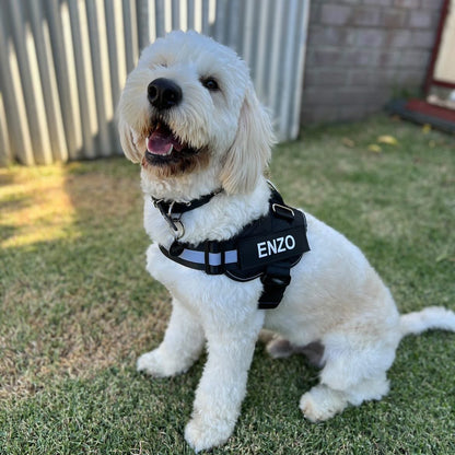 Personalized No Pull Dog Harness