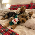 Festive Friends Knit Scarf