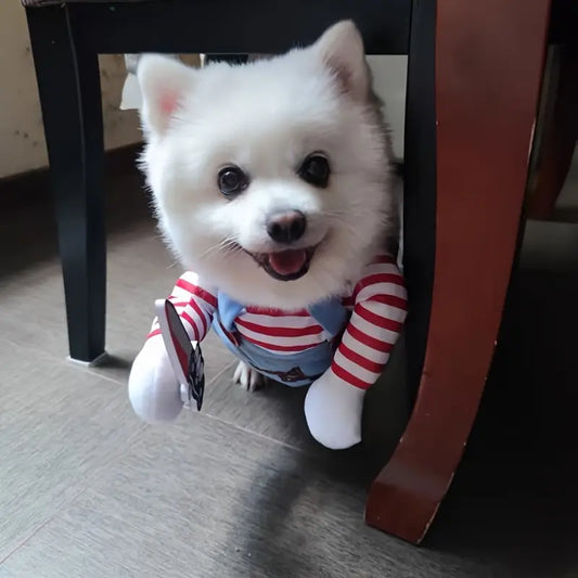 Halloween Dog Costume (Limited Edition)
