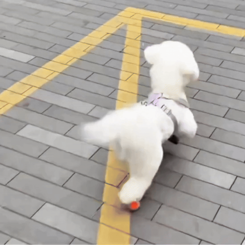 Waterproof Non-Slip Dog Boots