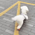 Waterproof Non-Slip Dog Boots