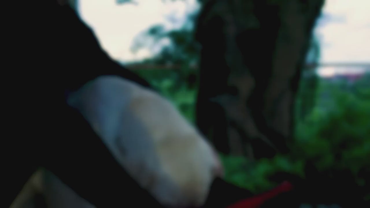 Dog Harness - Luminous Joy