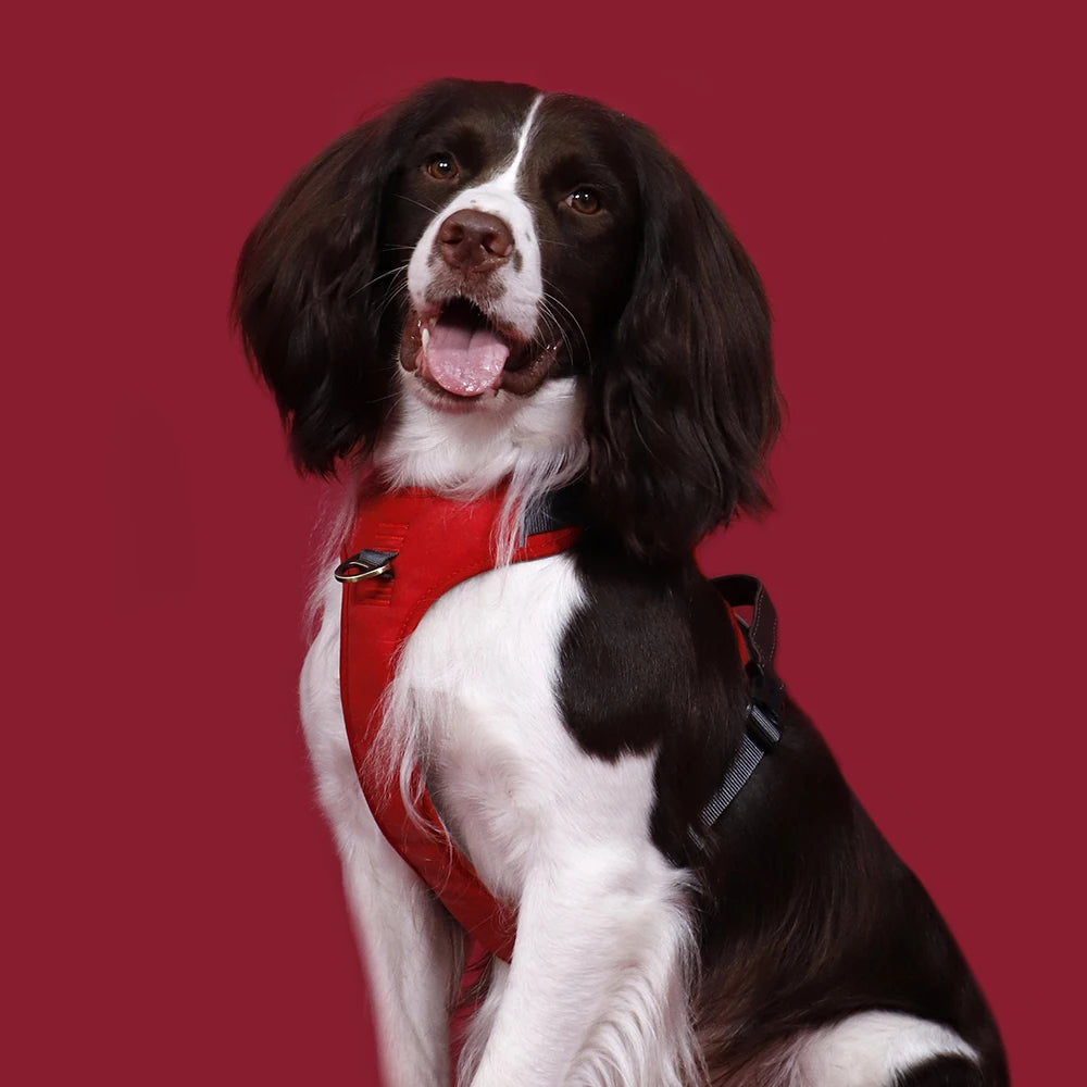 Dog Harness - Adventure